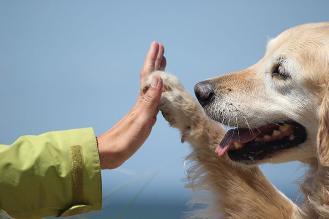 how a animal-assisted therapy can help treat addiction